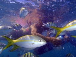 scuba diving among fish