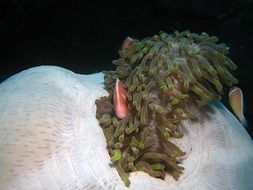 clown fish in reefs in Indonesia