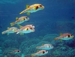 puffer fish in the underwater world of indonesia