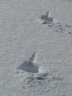 footprints in the snow