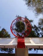 basketball hoop under green tree branches