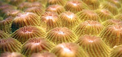 coral reefs in Indonesia