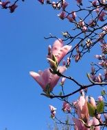 Magnolia Blue Skies Spring
