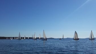 sailing regatta on a sunny day