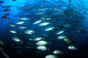 lot of fish in the underwater world