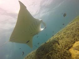 Manta Ray in the underwater world