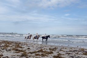 Horses on Beach