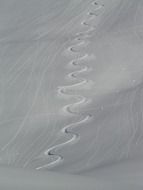 crooked tracks in the snow