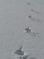 footprints in the snow on a sunny day