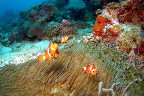 colorful underwater world