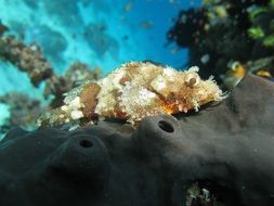 Albino Scorpion Fish