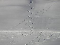 crooked tracks in deep snow