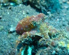 octopus with blue tentacles in the underwater world of bali