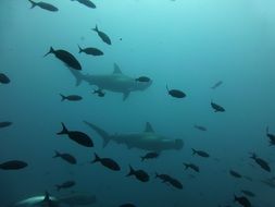 Hammerhead Shark
