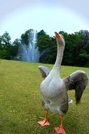 goose on a green field on the background of the fountain