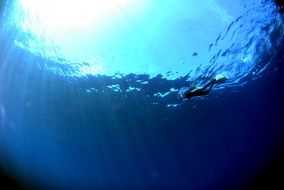 diver in the beauty of the underwater world