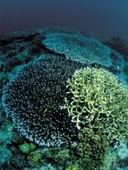 turquoise corals under the ocean