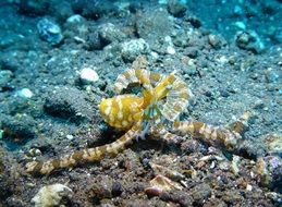 Octopus Tulamben Bali Indonesia