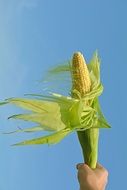 But Corn Olympic Flame