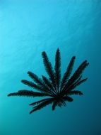 floating feather star in blue water