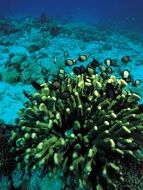 Colorful coral in blue water of underwater world