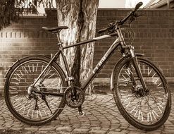 black and white photo of a parked bicycle by a tree