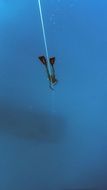 freediving like snorkeling