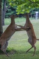 Cute dancing deers are dancing in Pennsylvania