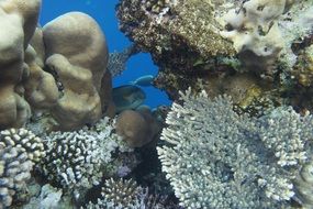 Red Sea Coral