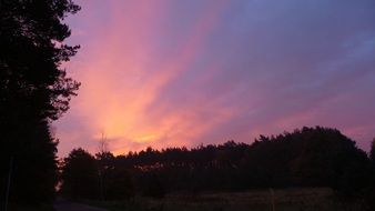 Purple Sunrise sky above dark forest silhouette