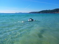 Competitive swimming in the ocean