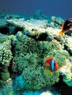 corals of a underwater world