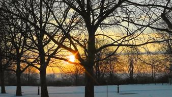 sunrise behind the trees in the park