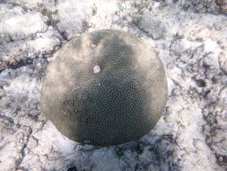 Coral Sea Ocean