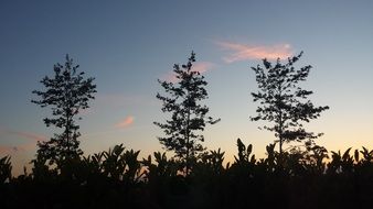 three trees against the evening sky
