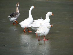 Ducks Geese