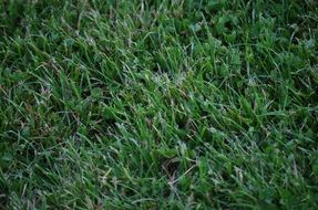 green grass on the football field