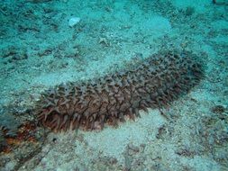 corals as decorations of the underwater world