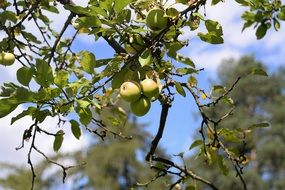 green apples on a tree in a garden