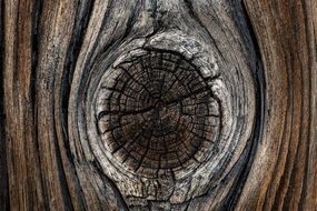 recesses in a tree trunk