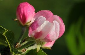 Apple Tree pink Blossom