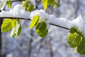 snow on a tree branch with green leaves