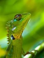 macro photo of green lizard in nature