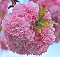 amazing japanese cherry blossom