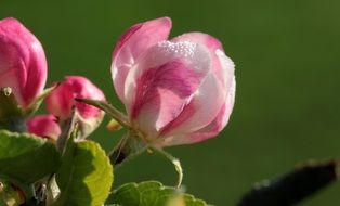pink apple tree blossom