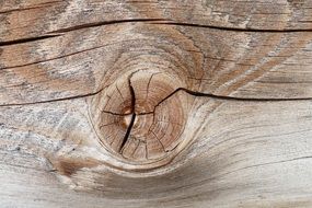 tree trunk structure