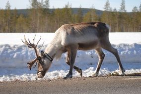 Big deer on a snowy road