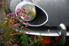 Headlight of the automobile and flowers