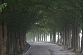 green sequoia grows along the road