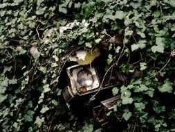 Wrecked Oldtimer car overgrown by ivy